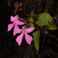 Impatiens acaulis Arn.